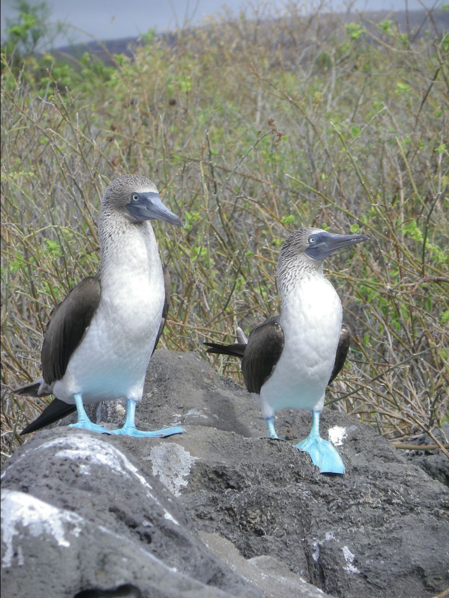 Blue footed booby115